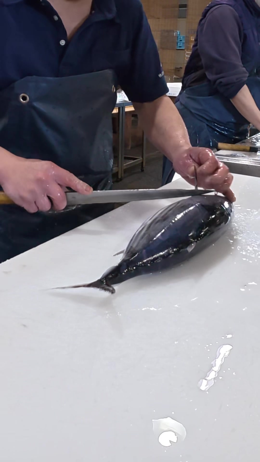 @鳴門魚市のサブ垢