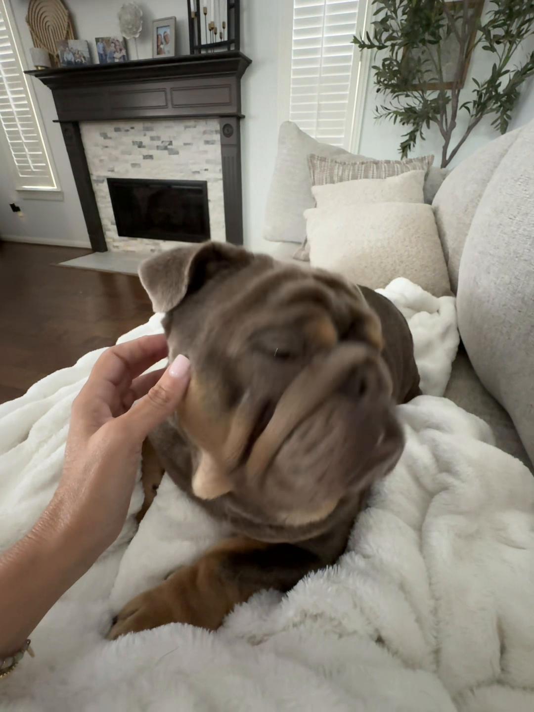 @RawlsTheBulldog