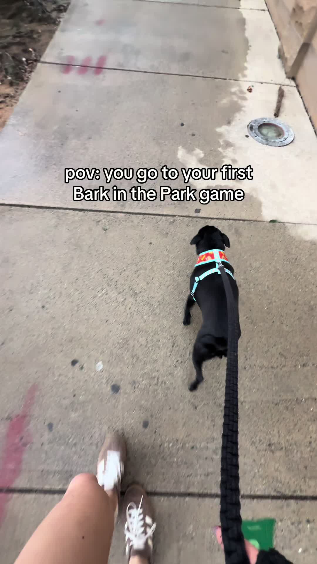 @SirEdmundThePug