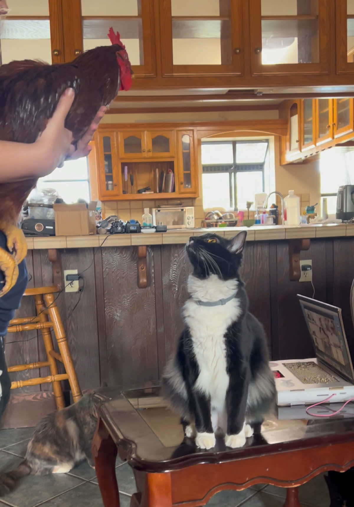 @presleythetuxie