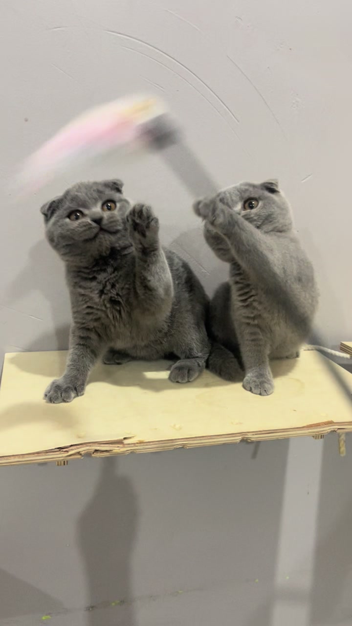 @Alghaizancathouse