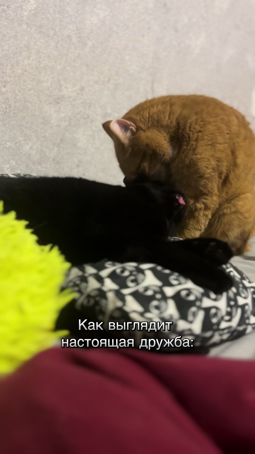 @Оля & Co🐈⬛🐈