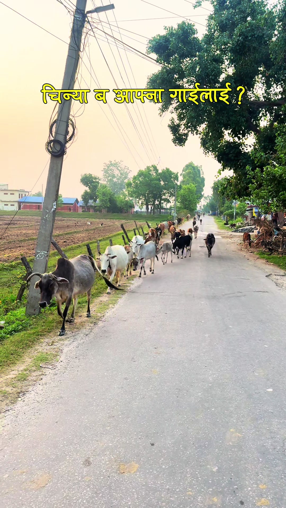 @DP BHATTA ( दारी दाइ )