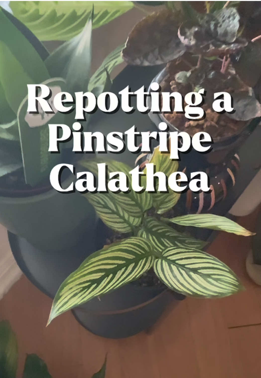 @que3nBeans_plants