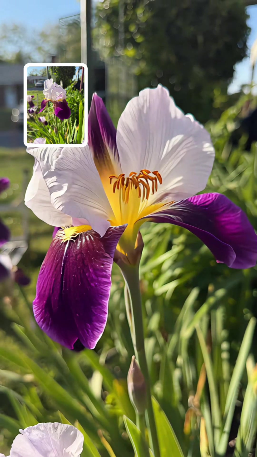 @enfauctions
