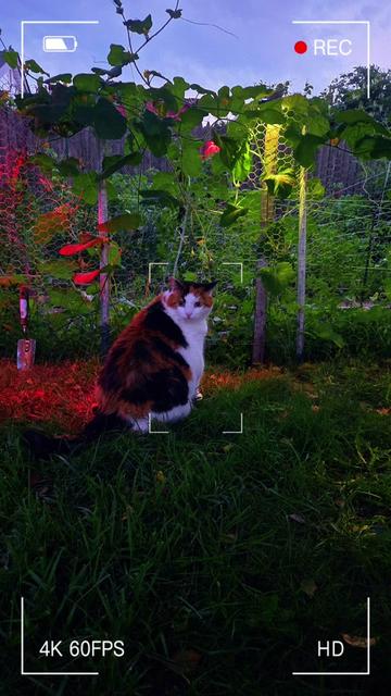 @mi gata la más hermosa