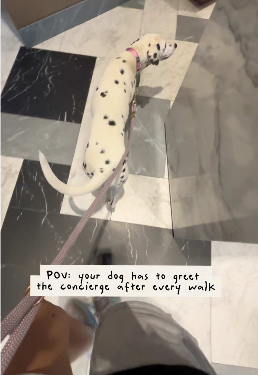 @Nevada the Dalmatian