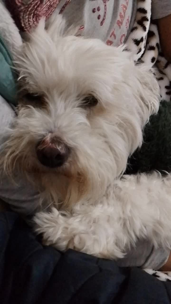 @Sr. Tom&aacute;s 💙🐶💚