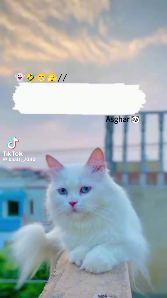 @Faiqa