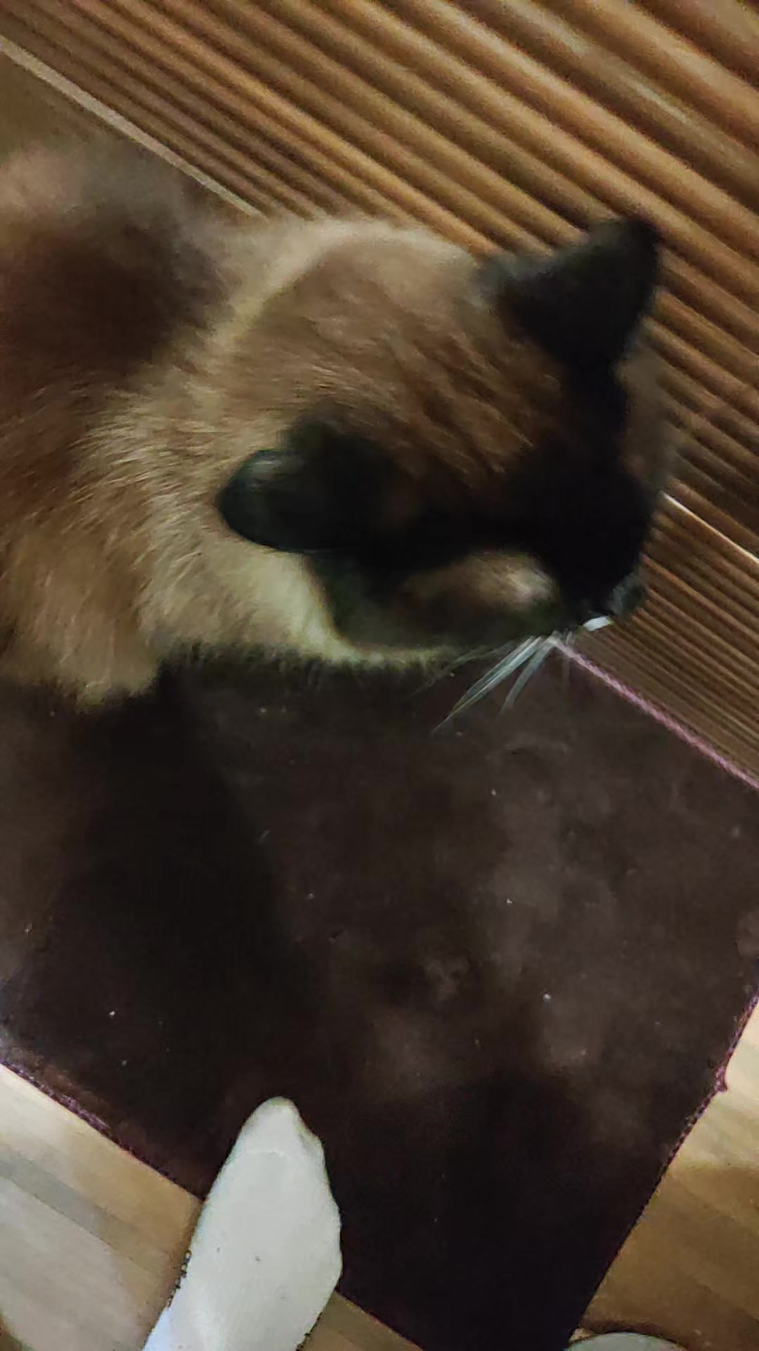 @CoolCat20146423