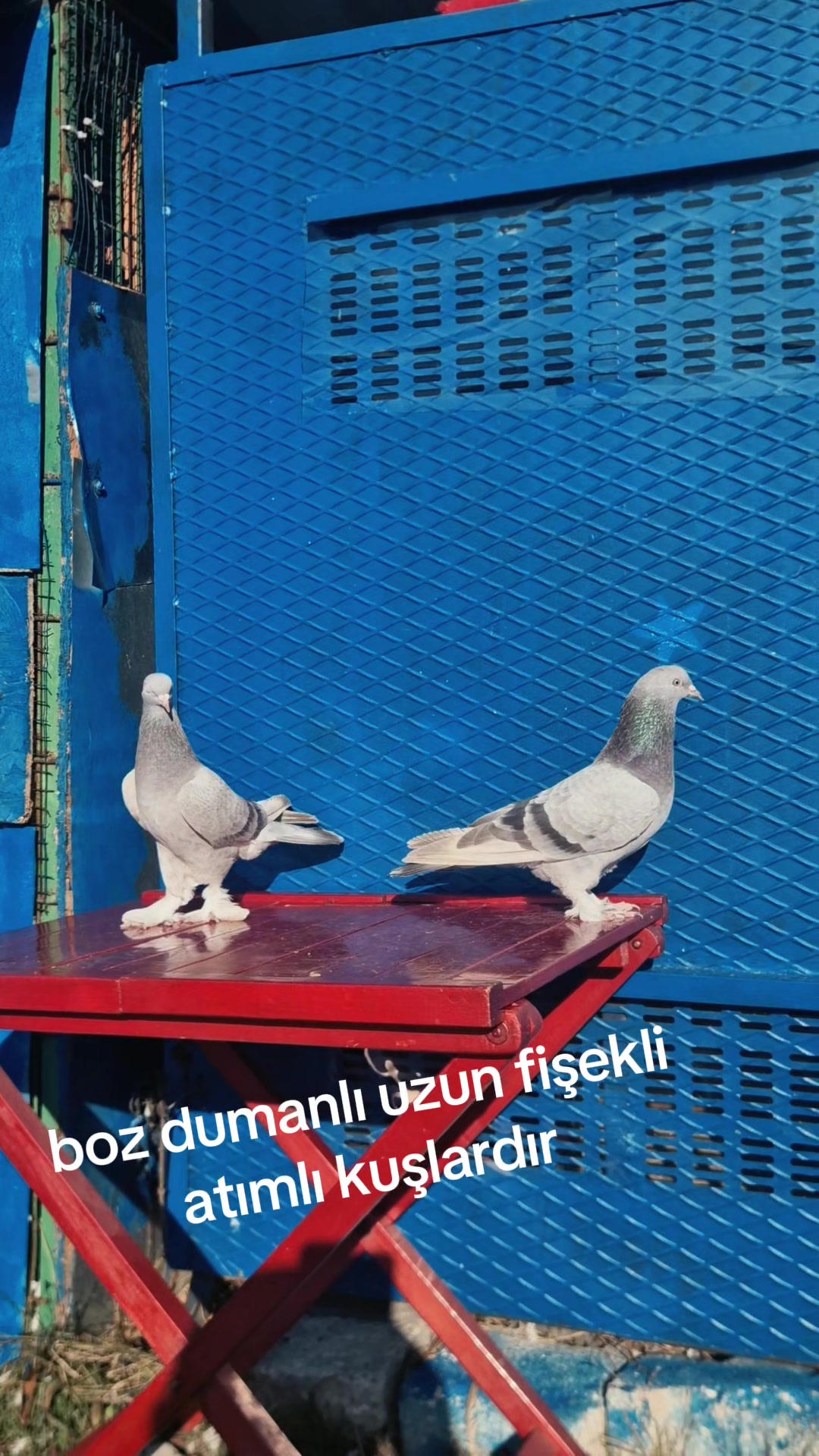 @huseyinsagir