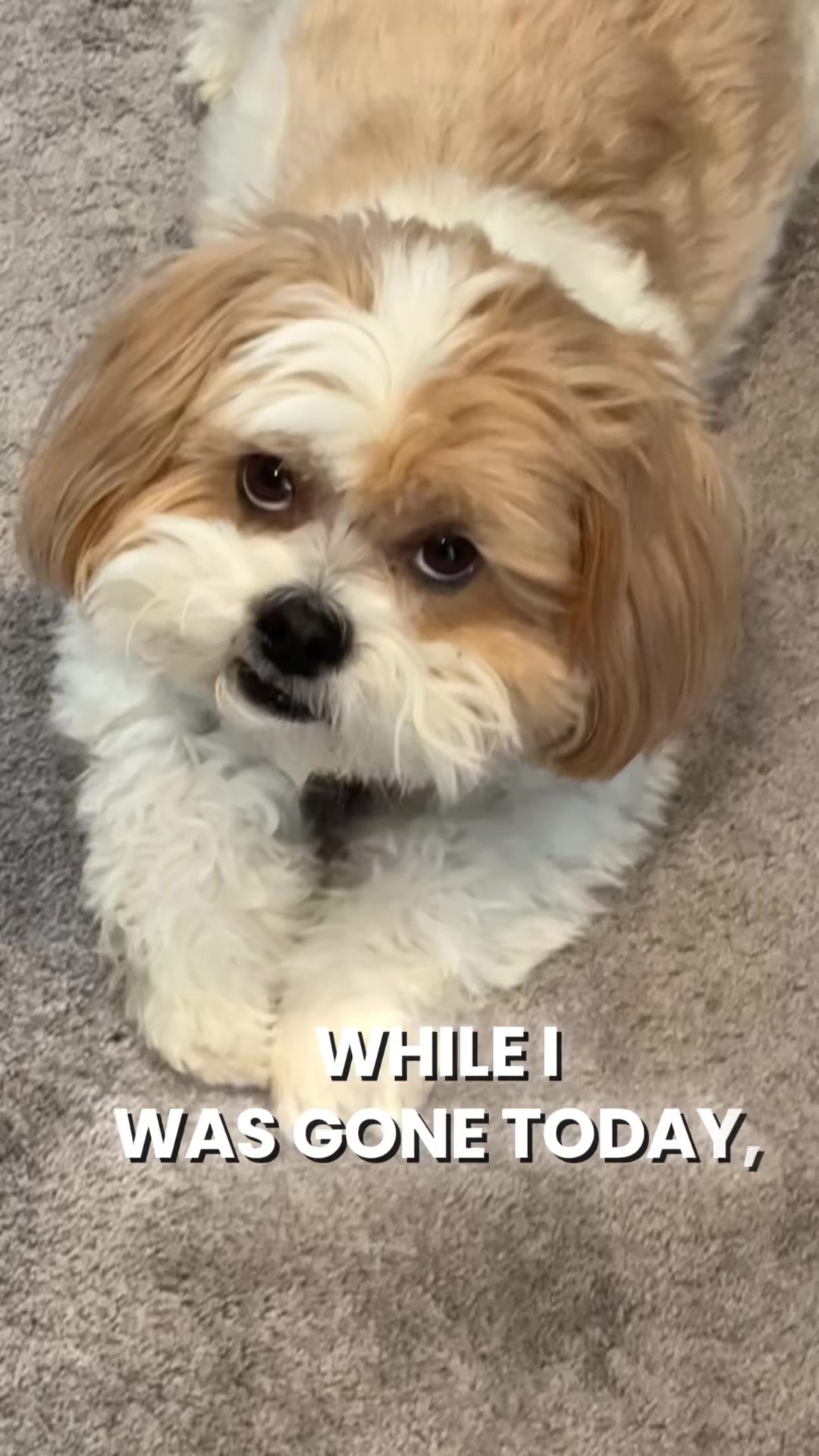 @Bear & Pearl 🐶 🐕&zwj;🦺