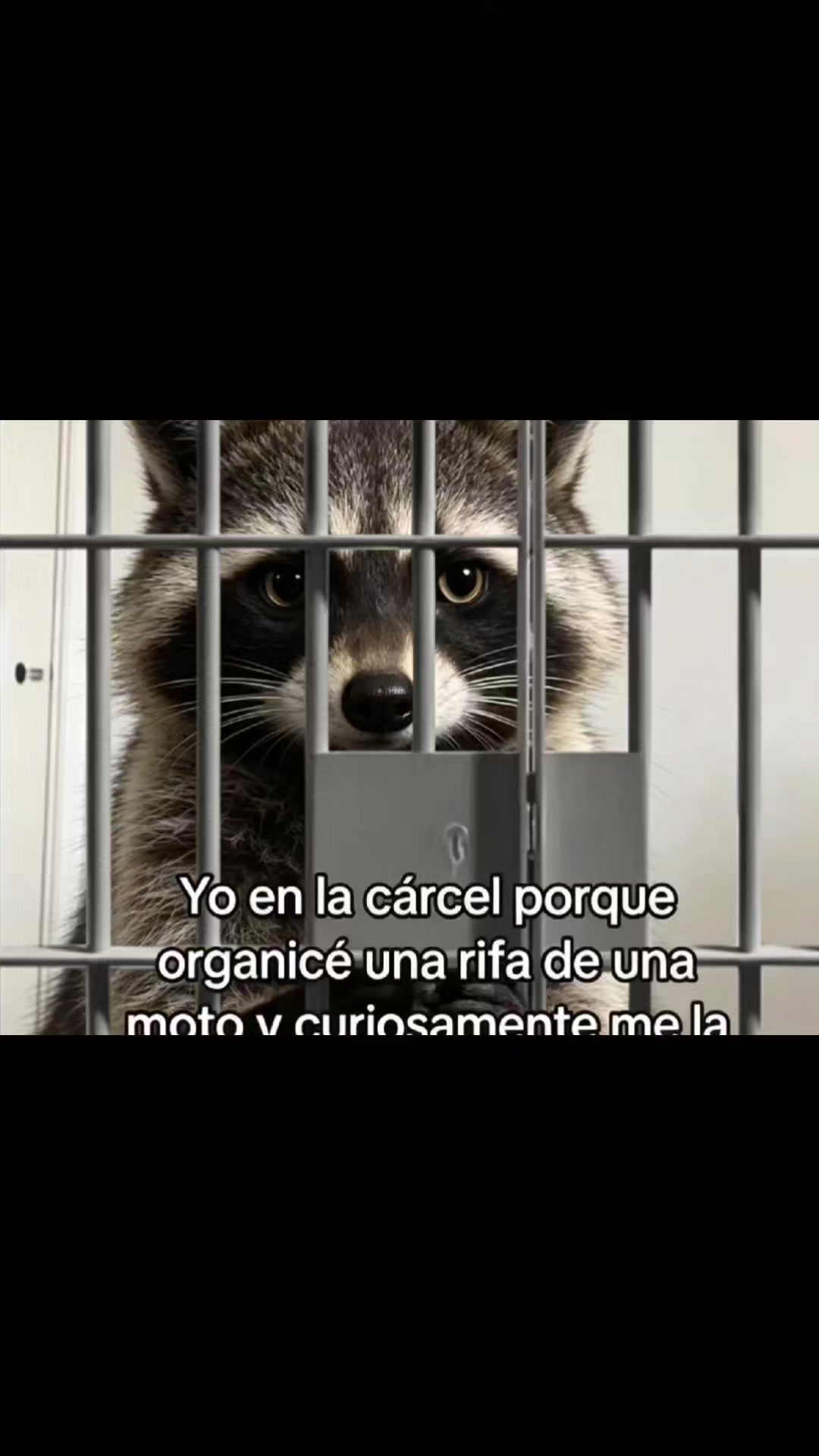 @👑🪽ЄL🦝M@P@CHЄ