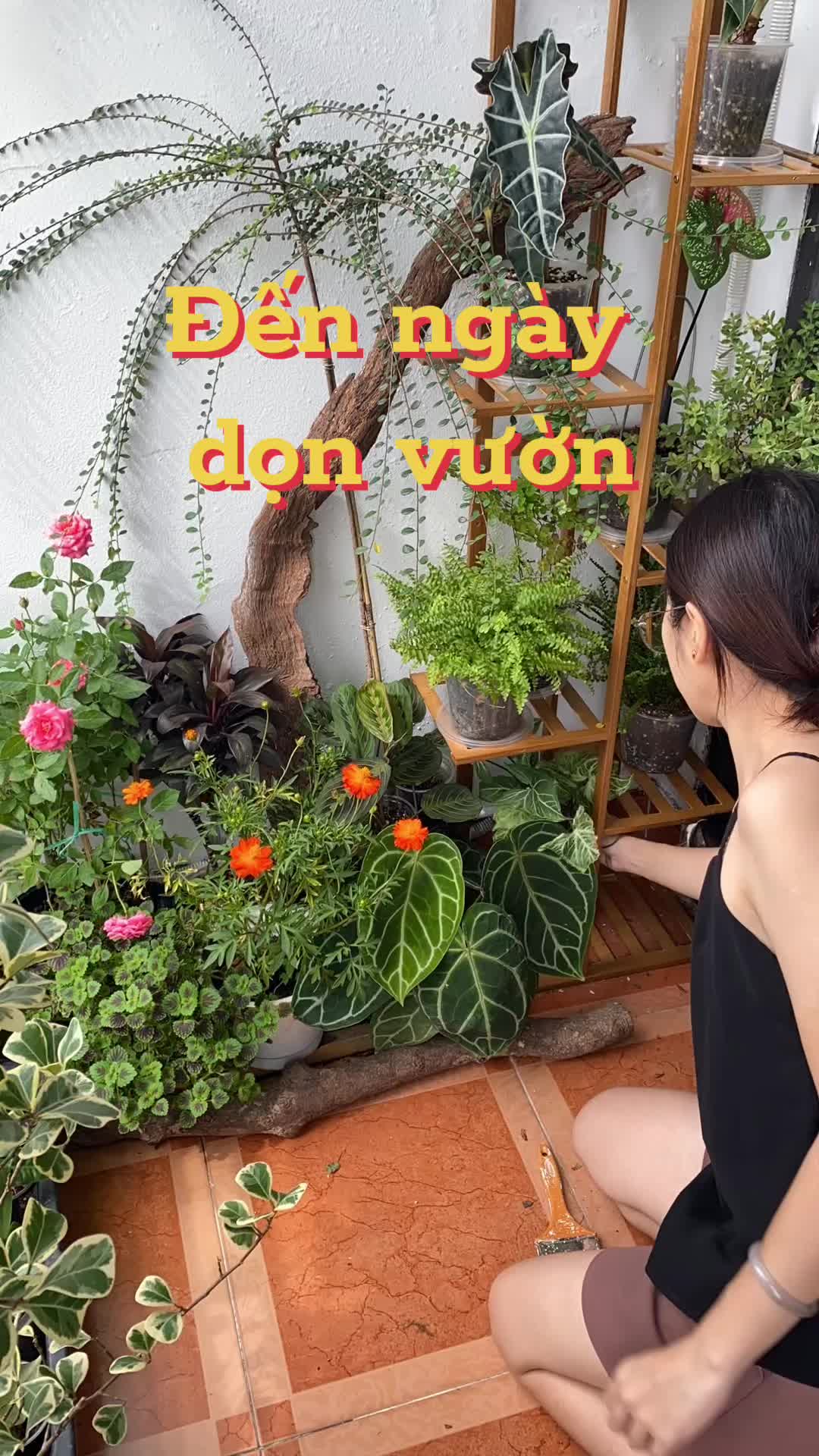 @Cây nhiều lá 🌿