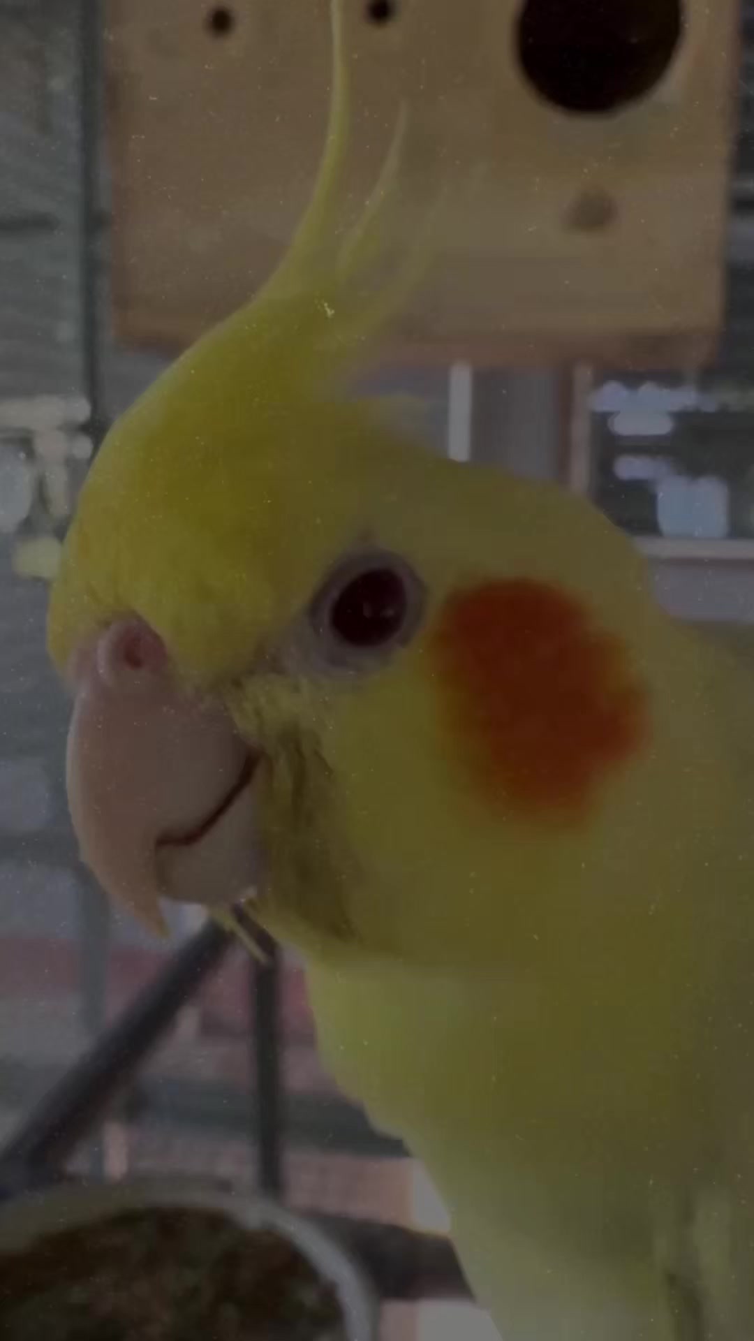 @WelovepetsbyPamornchaiSupply