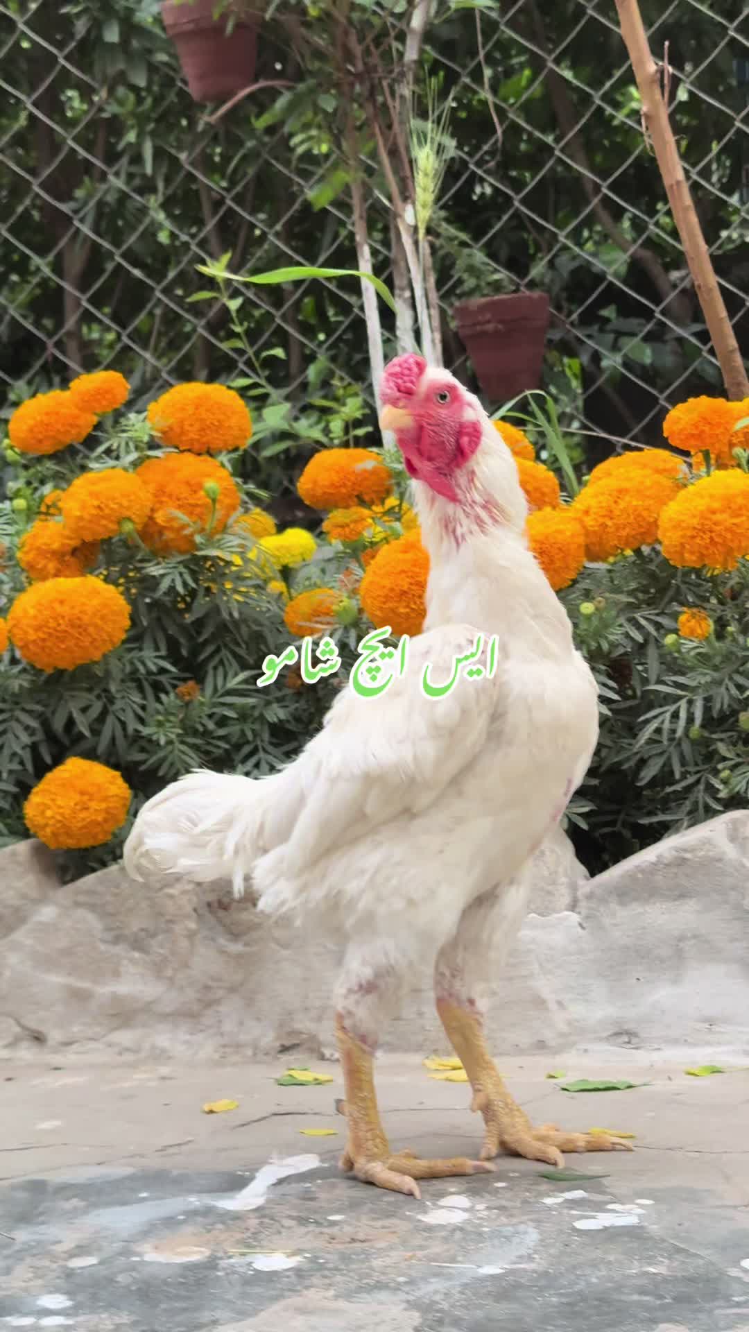 @SH Farm