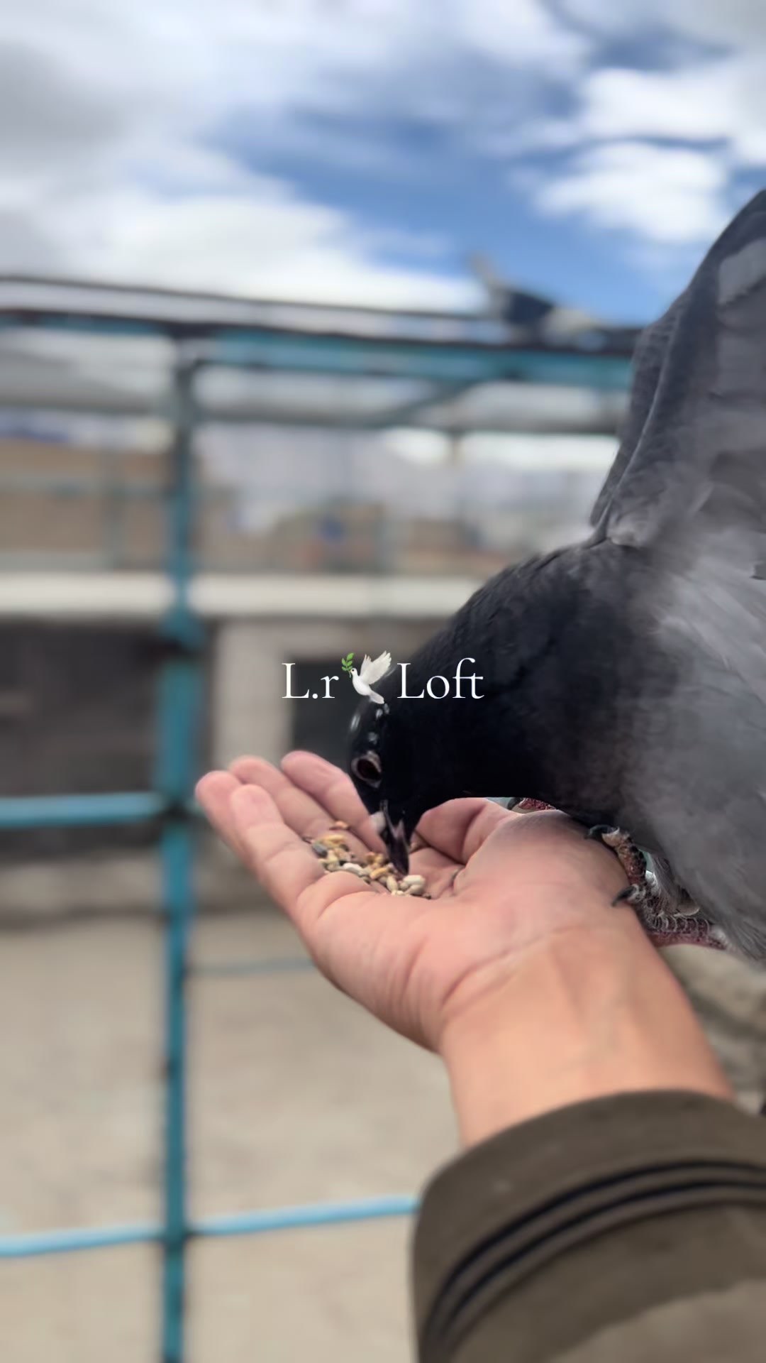 @🕊️L.R .Loft.Q.z.Meer&rsquo;s.Loft🦅