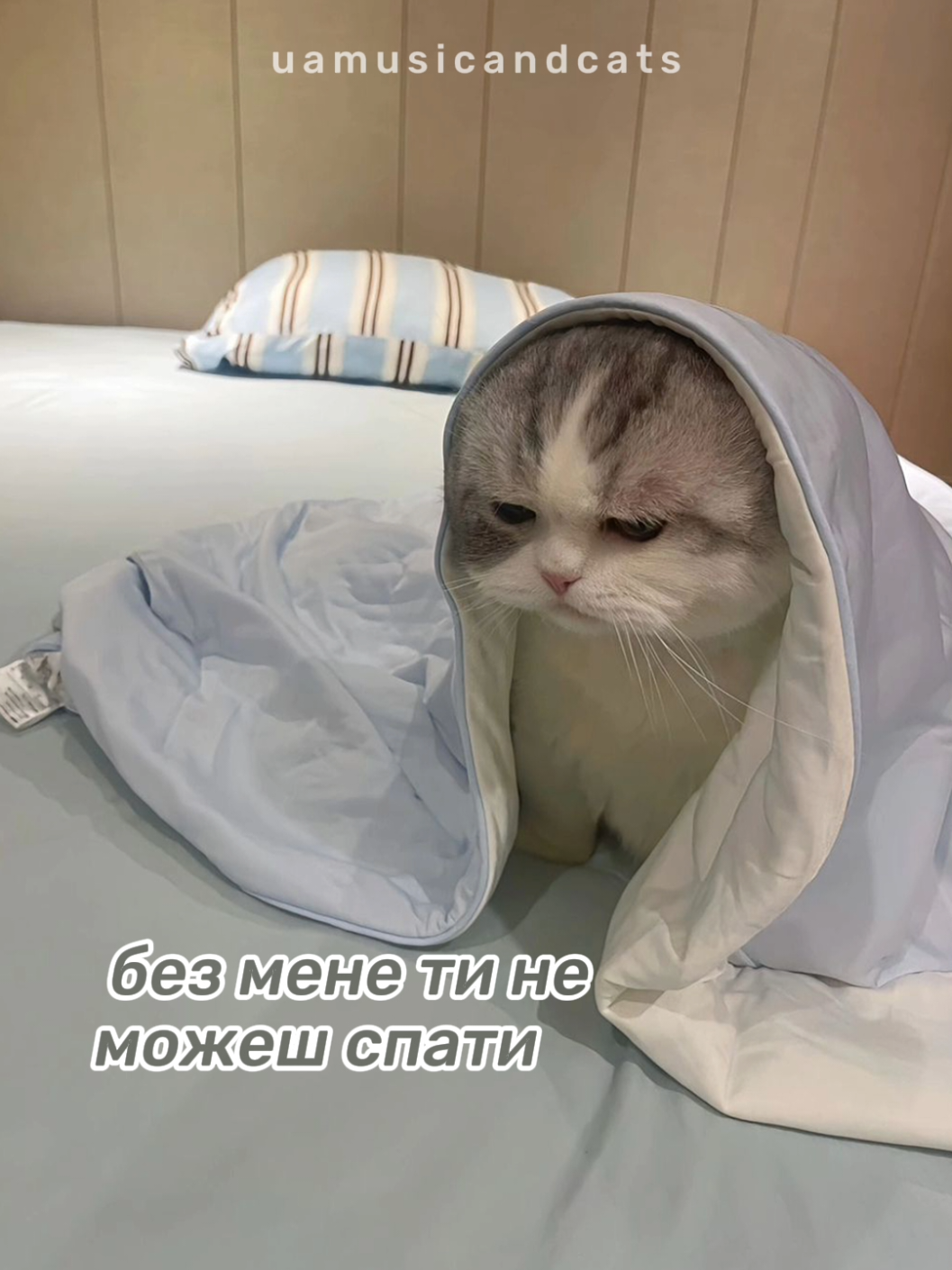 @🎧 музика і котики 🐱