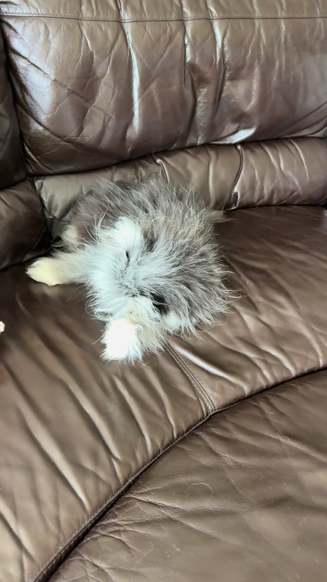 @atchoumthecat