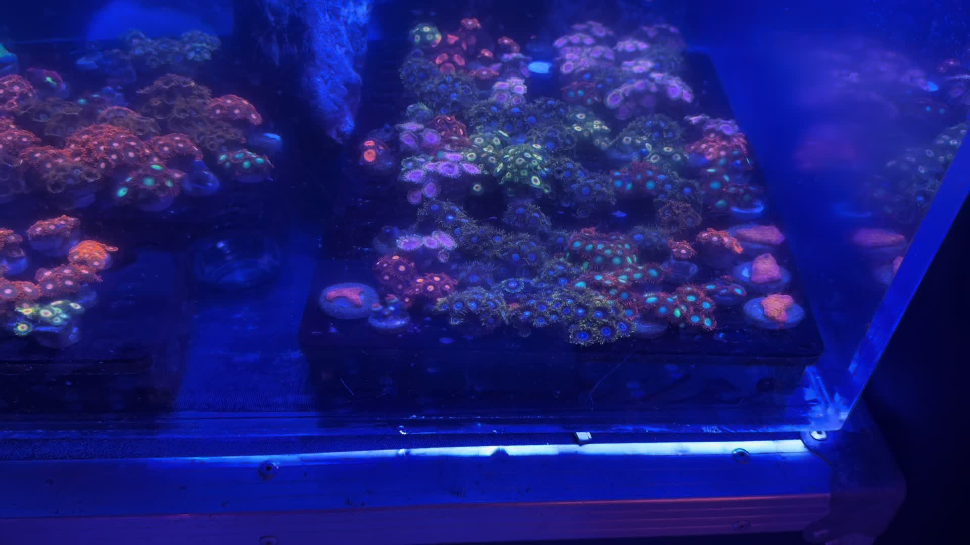 @Ts_reefs