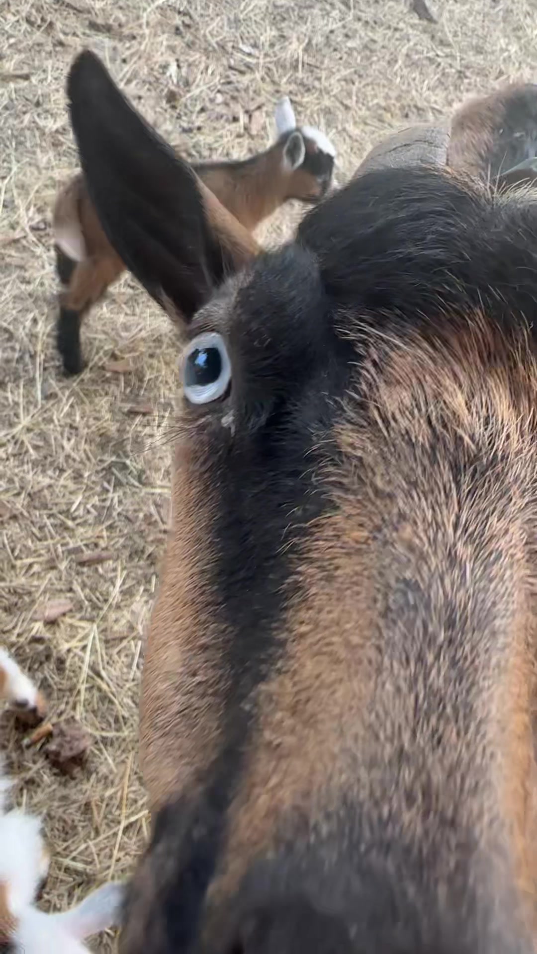@Texas Wildlife Park