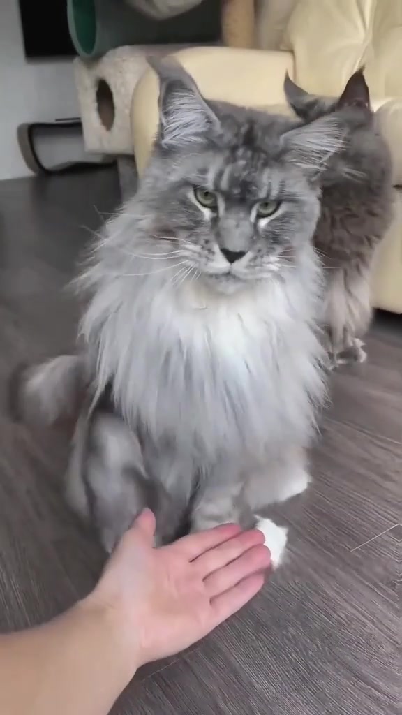 @Maine Coon Kittens
