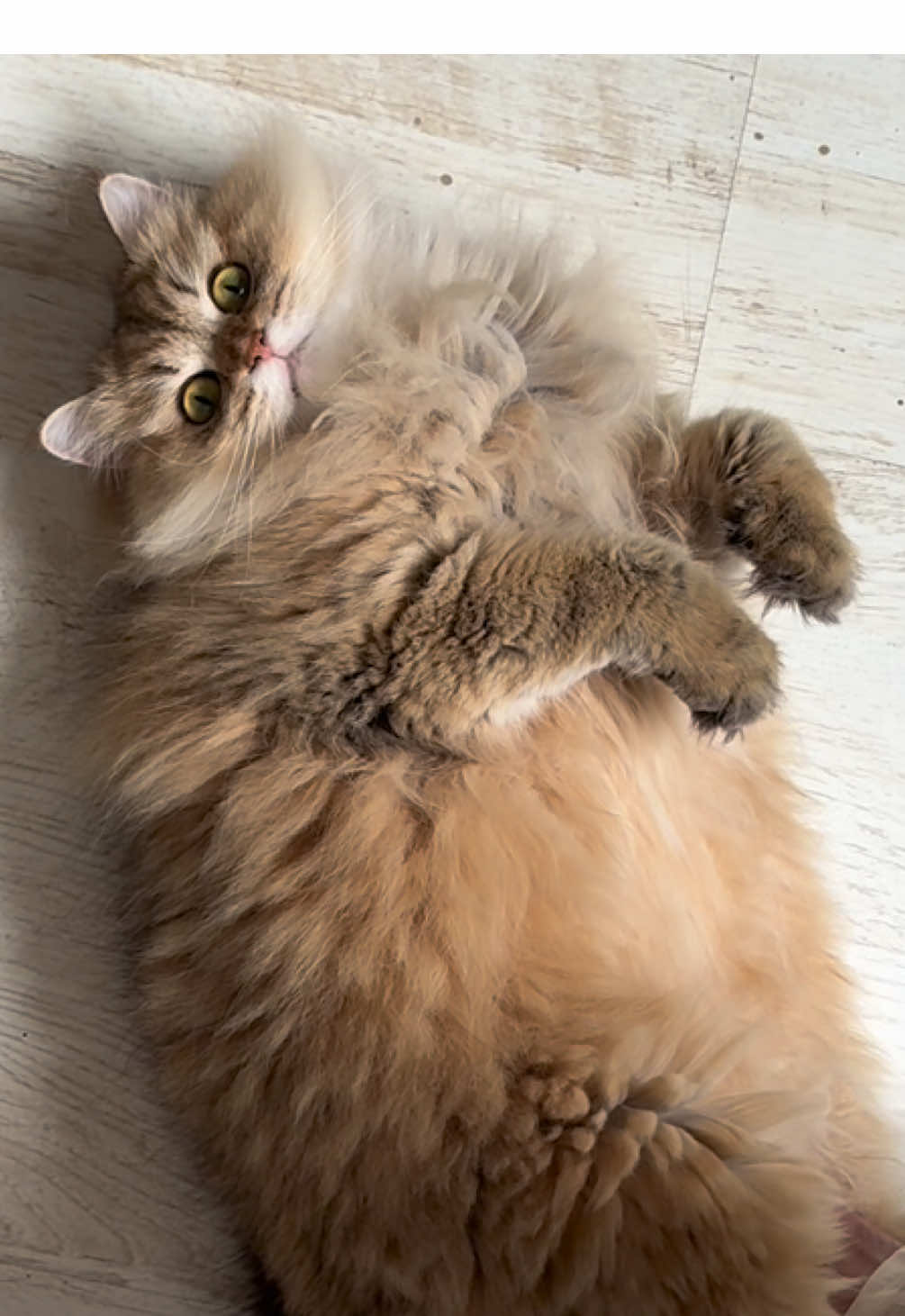 @penka_and_kittens