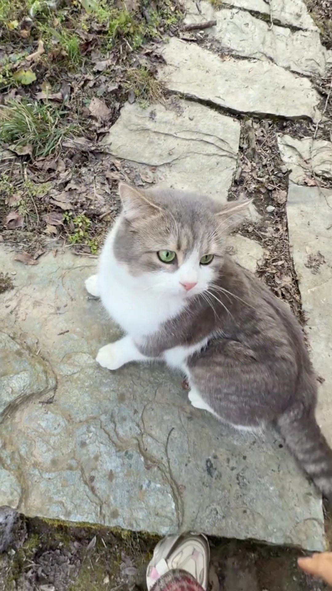 @Cute_kitten