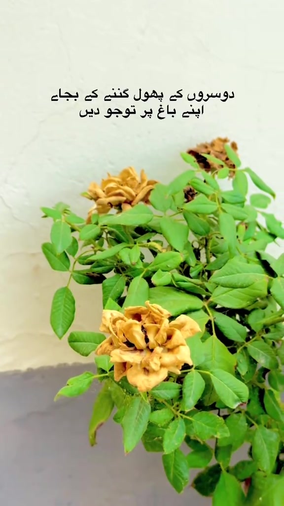 @حمزہ 💫🫀