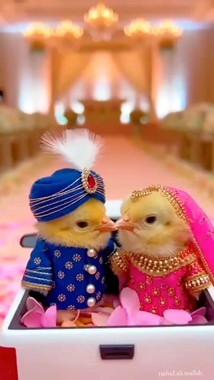 @Rashid Ali