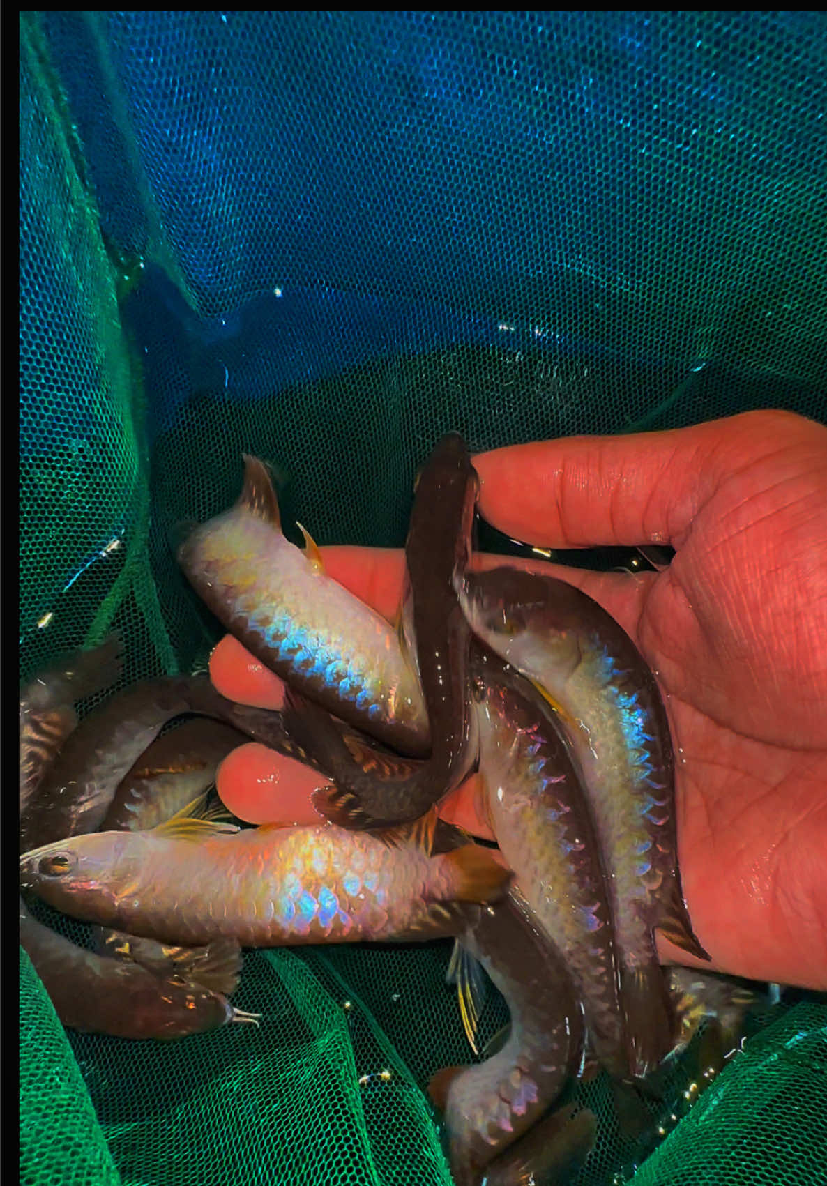@MK AROWANA SPECIALIST