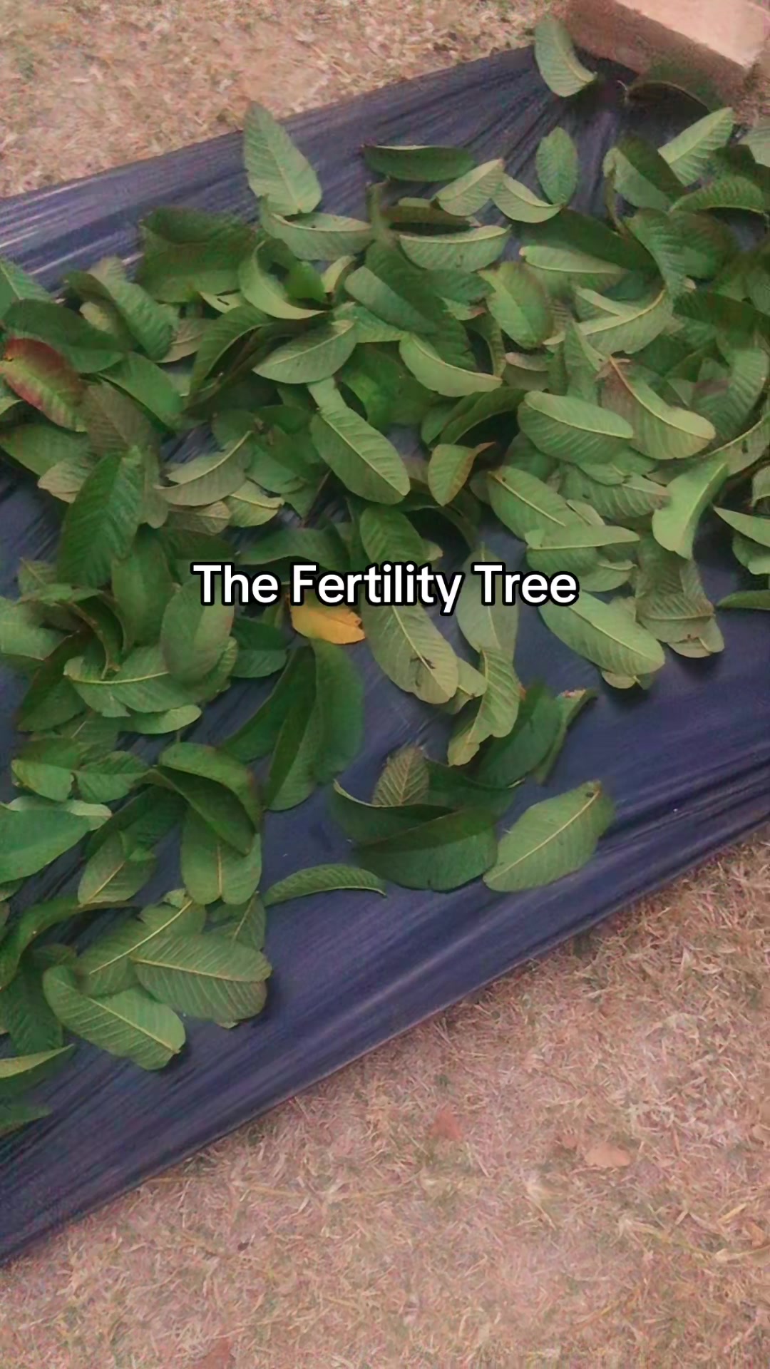 @Miracle Mama|Feminine Wellness