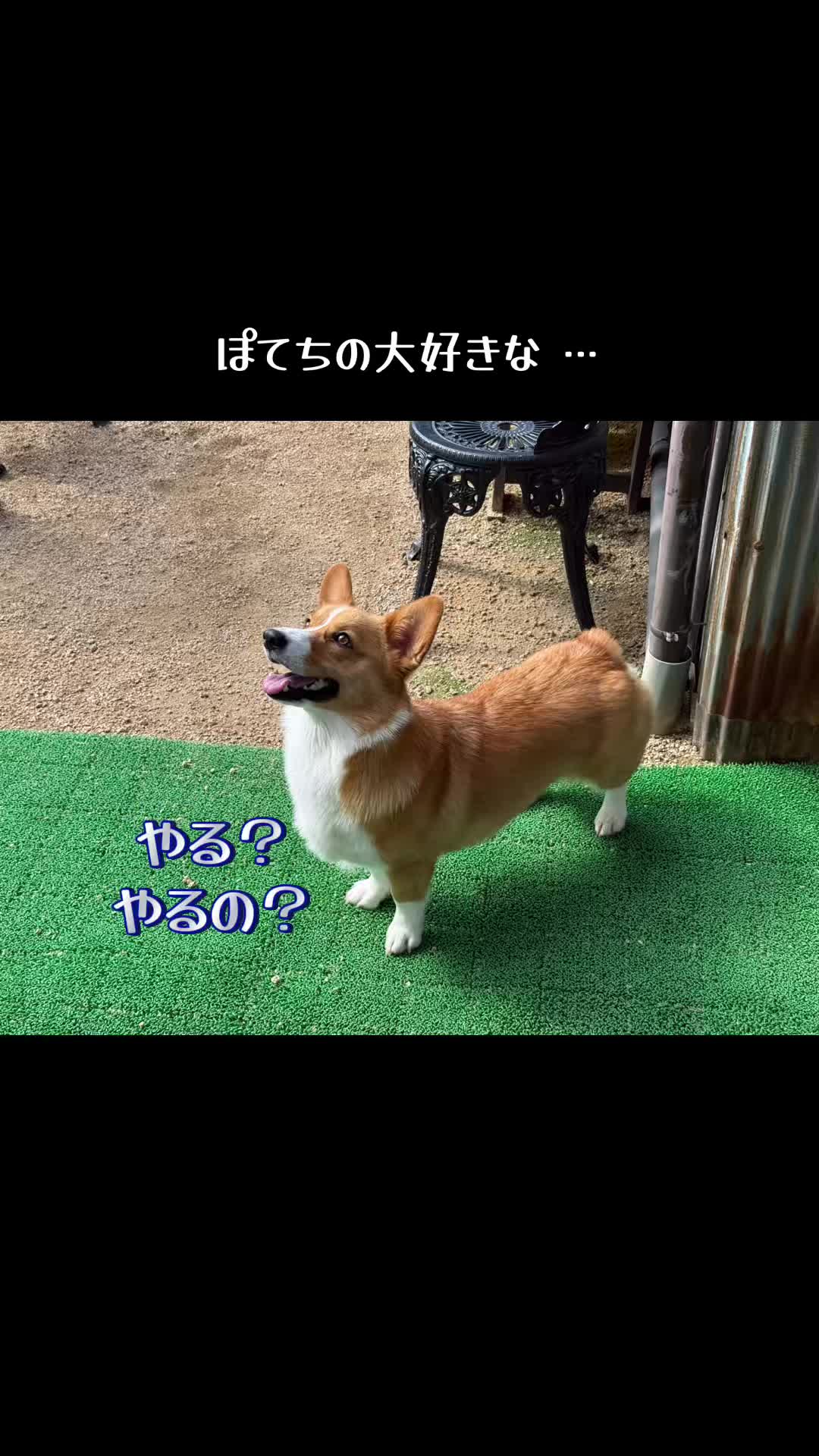 @みこぽん🌻🌻