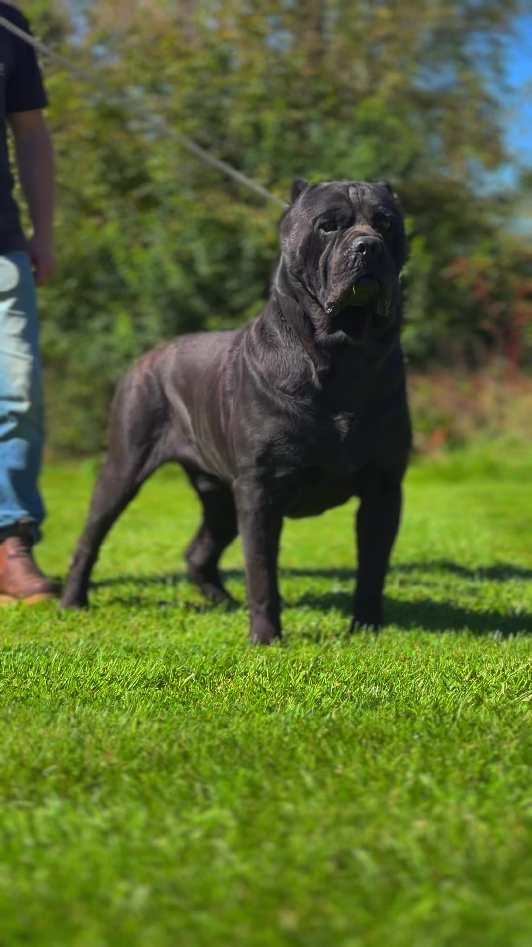 @americana_kennels
