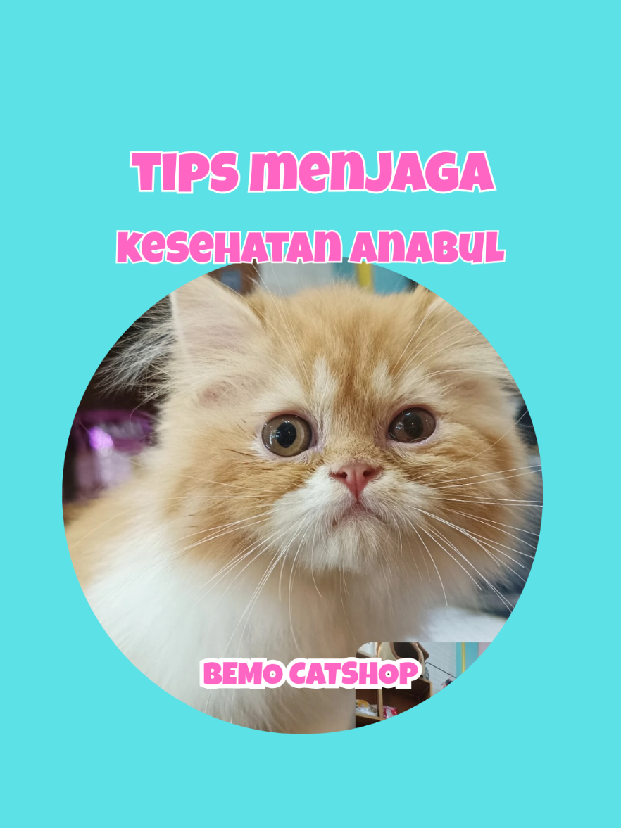 @Bemo Catshop