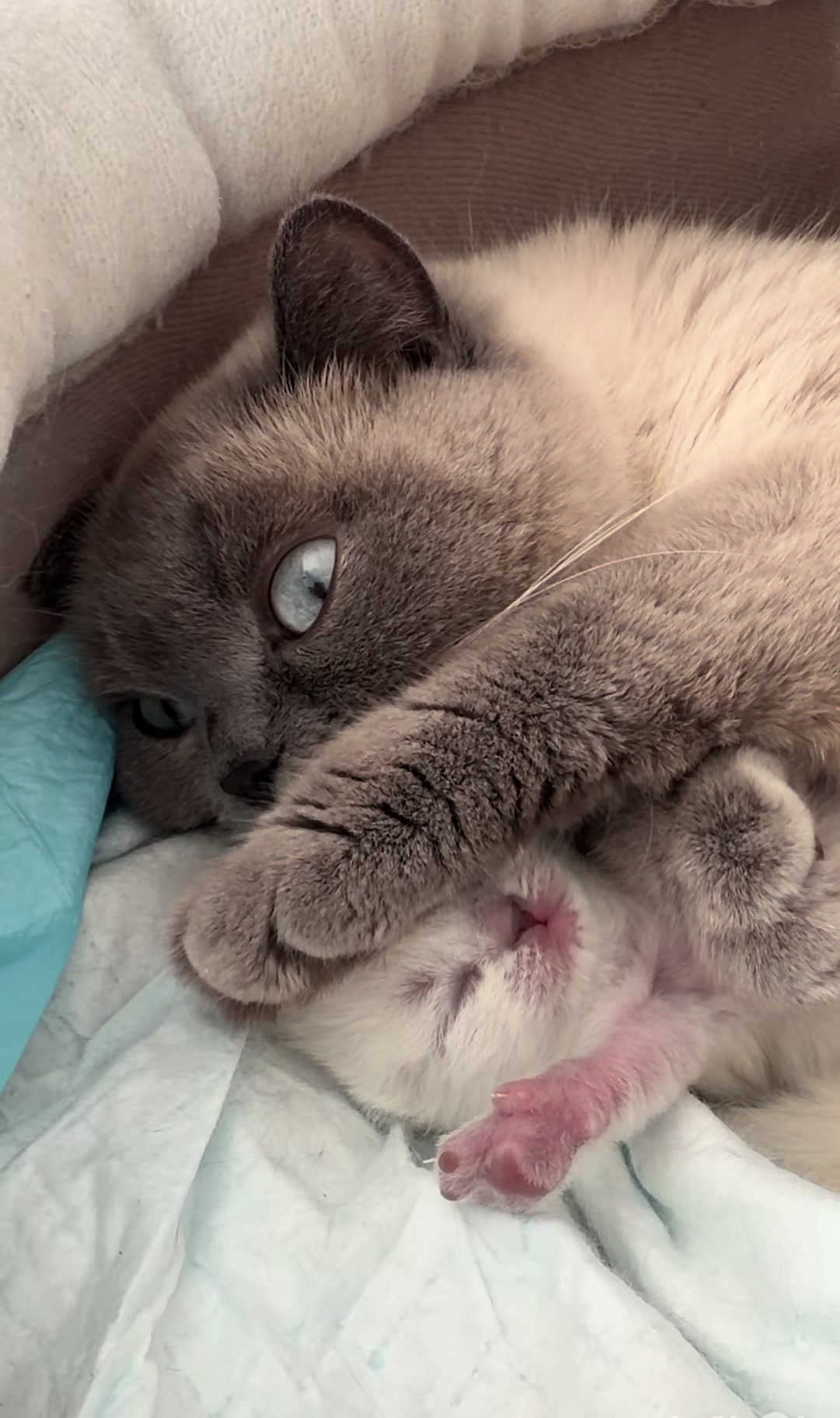 @Трускавецька киця 😻