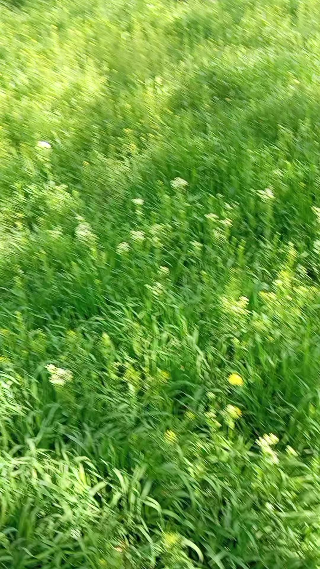 @RÜYA