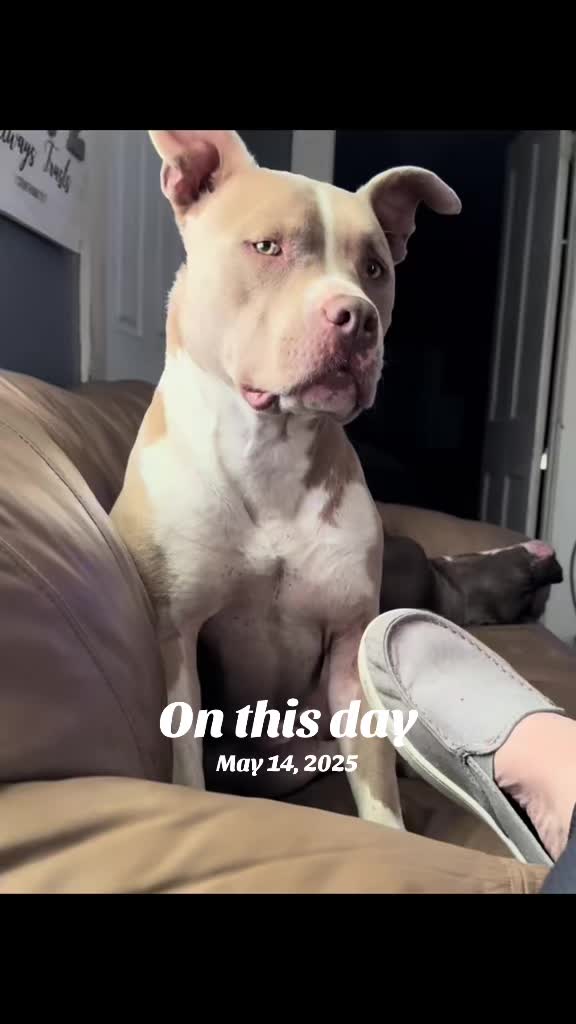 @Pittie Mom