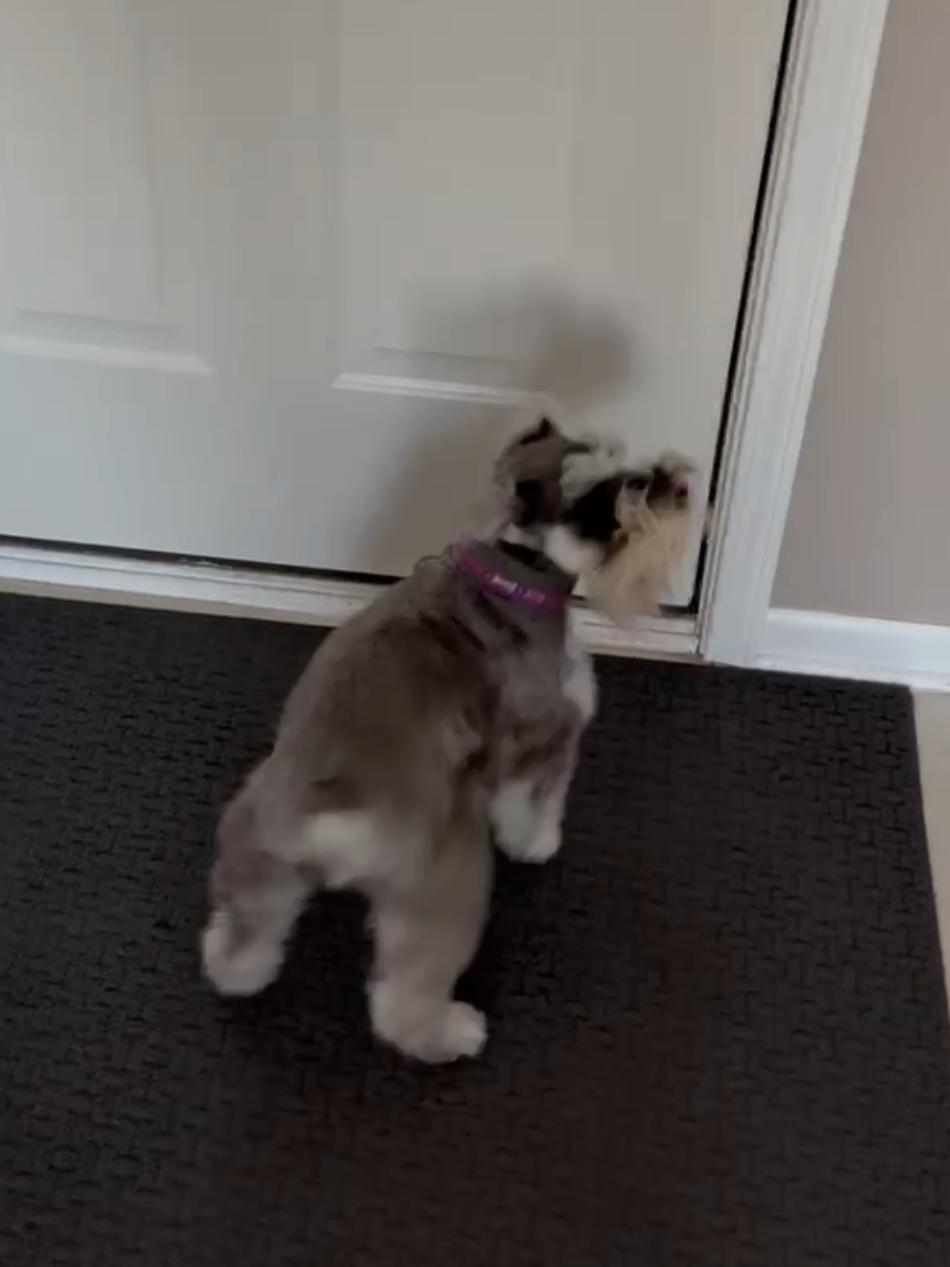 @Schnauzer Intelligence
