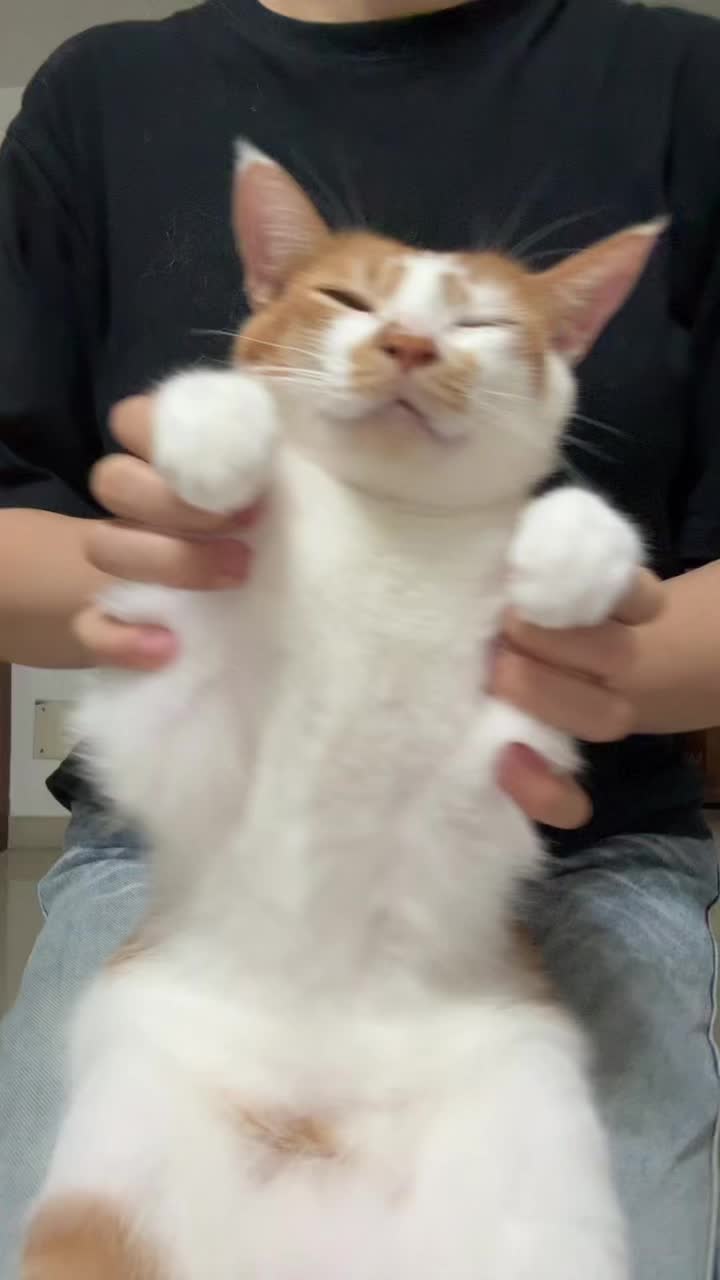 @Pet World Hub