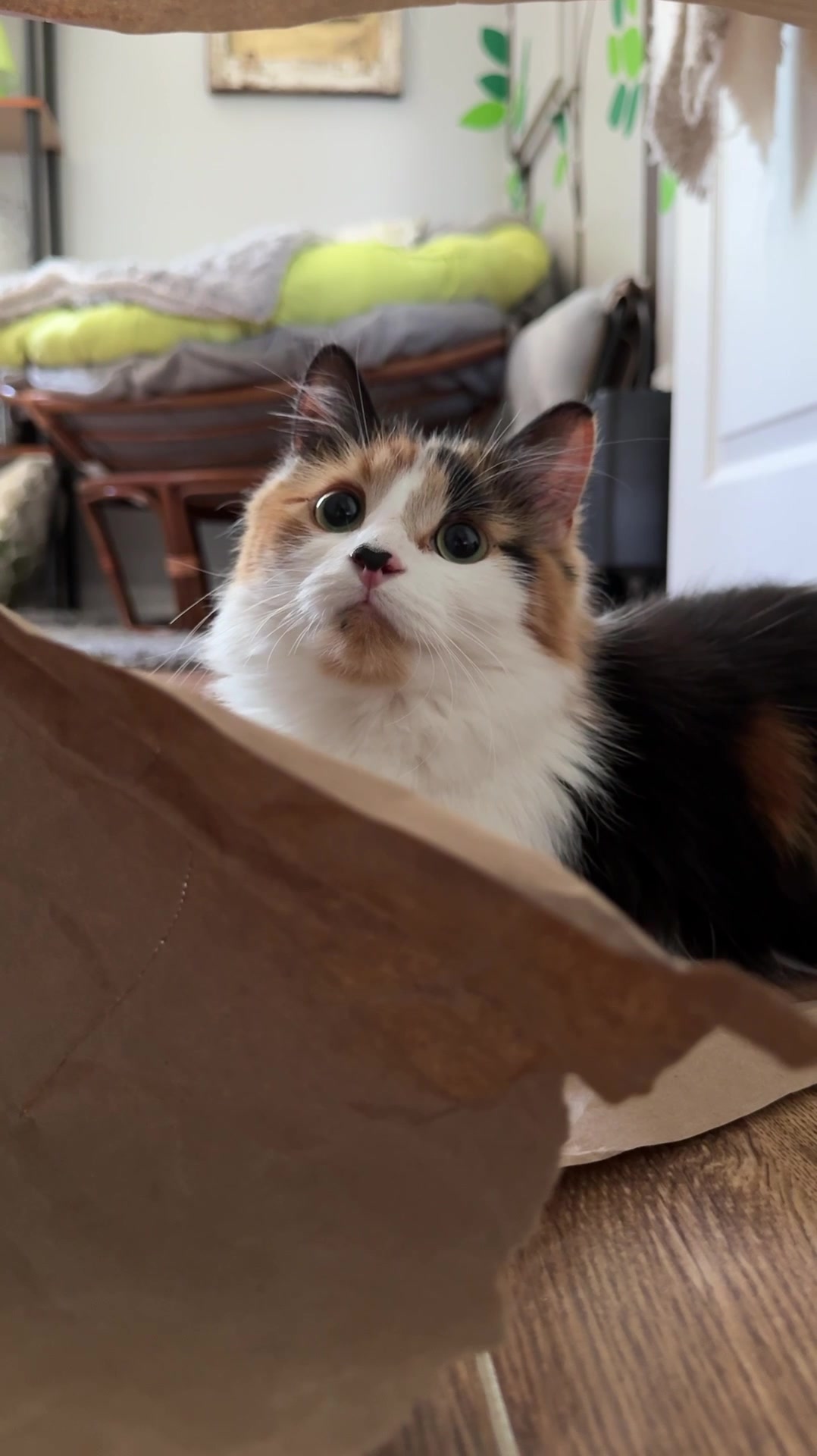 @The Oreo Cat