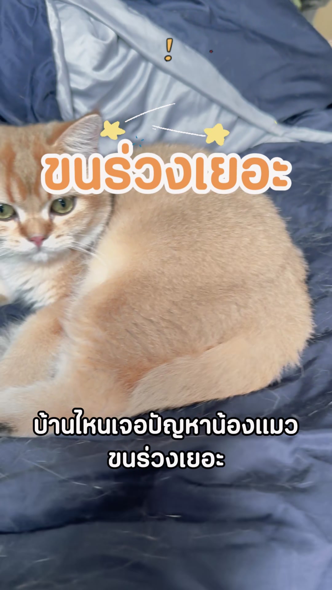 @Djpingping
