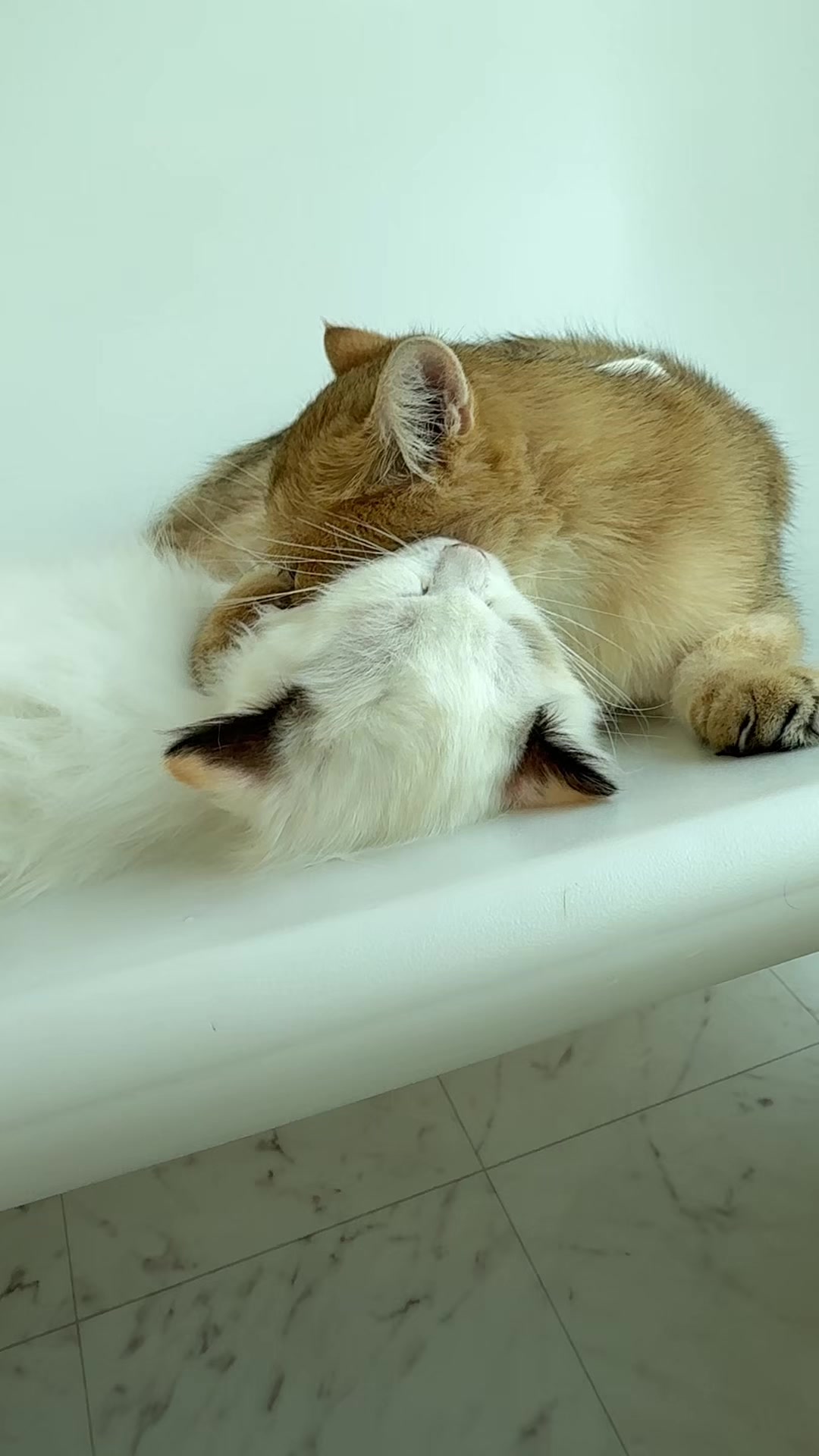 @MIHOO猫カフェ(美頰ネコ)
