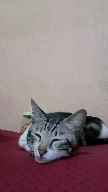 @Aisyah Tiesyah