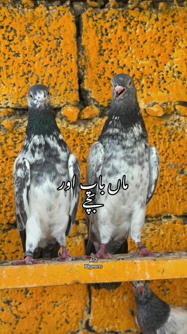 @Athar Zulfiqar