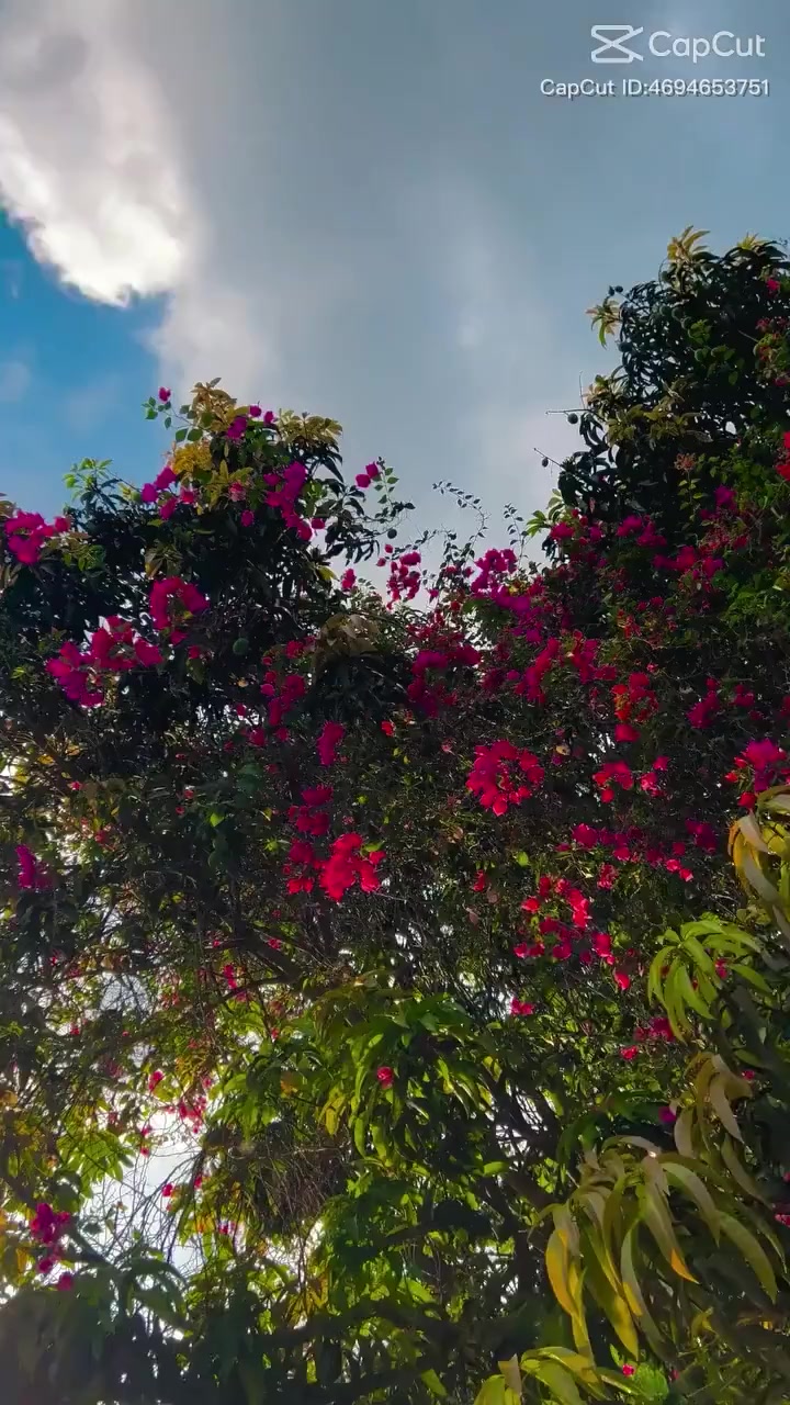 @প্রবাসী রাজার রানী