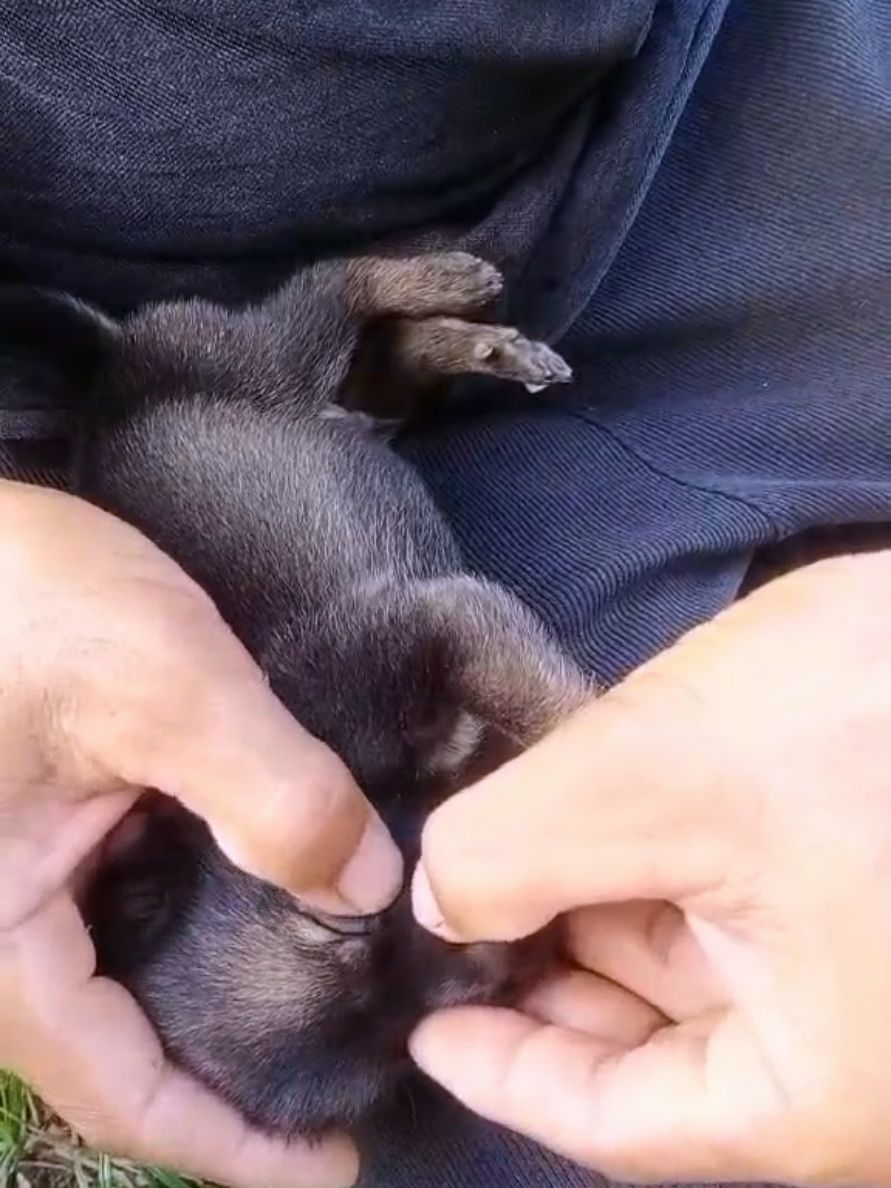 @dog757