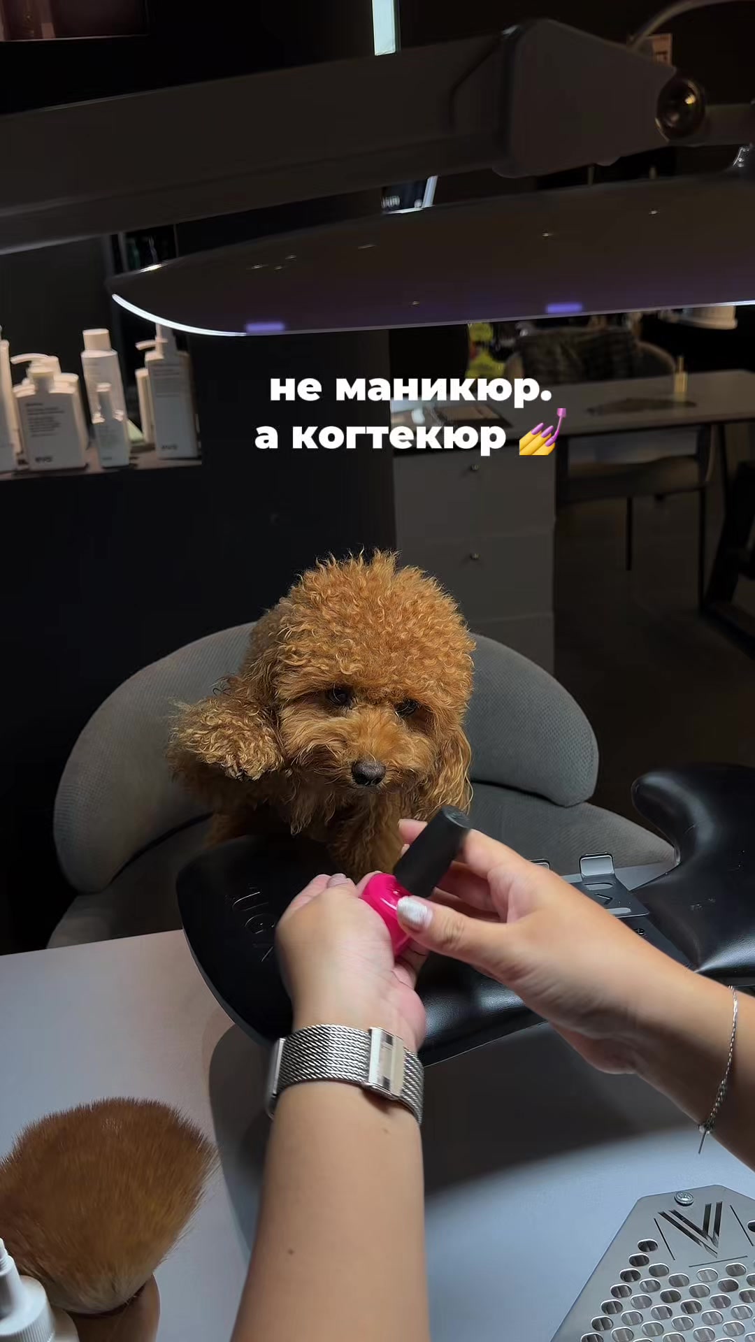 @beatrice_poodle