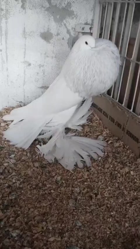 @EA Pigeons