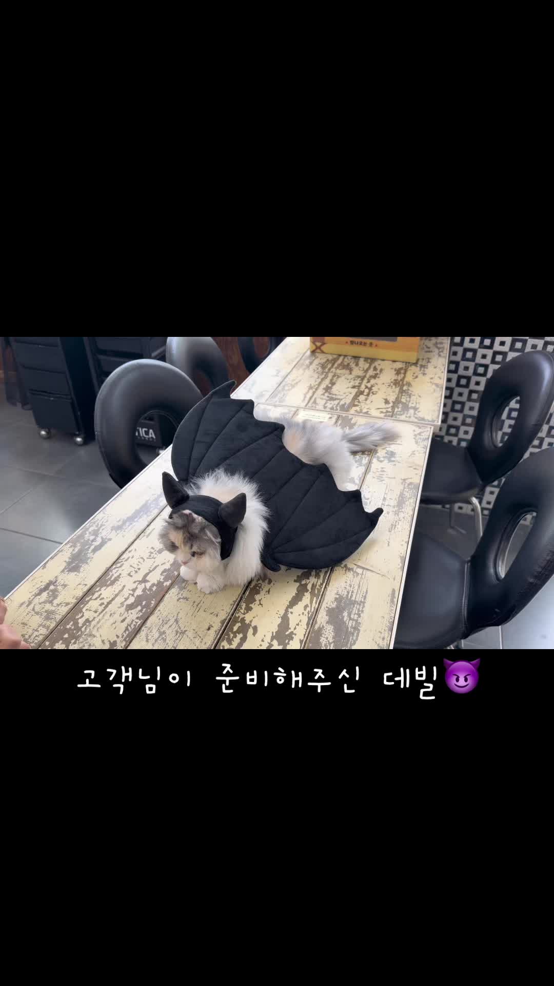 @미용실 고양이 뽀